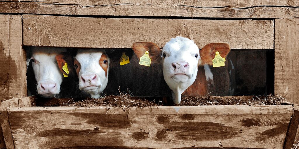 A group of dairy calves around the same age